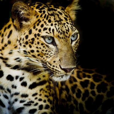 Tecido de denim estirado em 4 vias, de secagem rápida e com padrão de leopardo